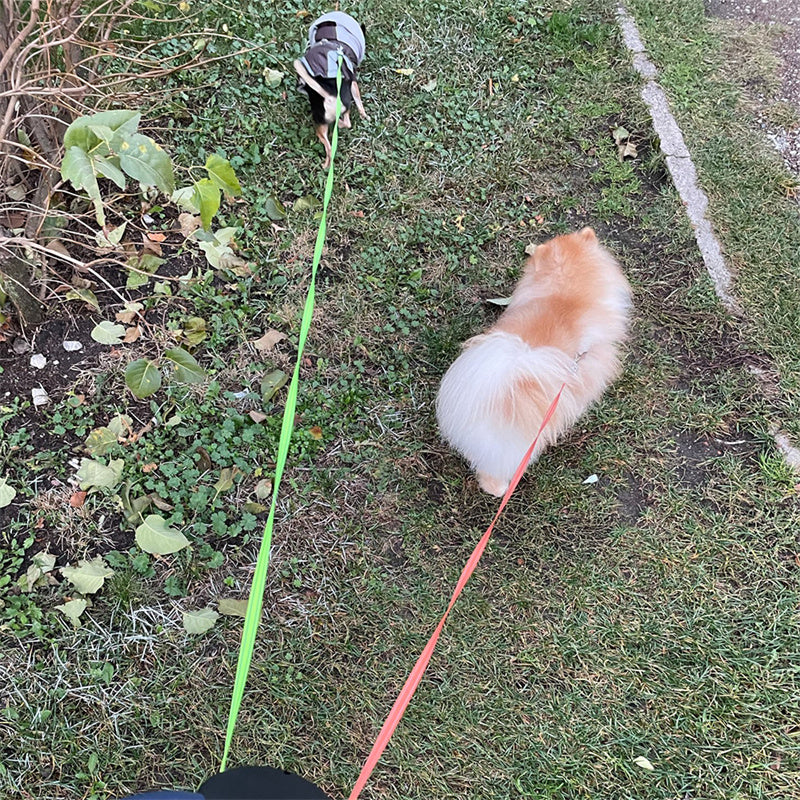 Retractable Dog Leash For Dog