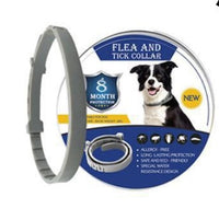 Dog Grey